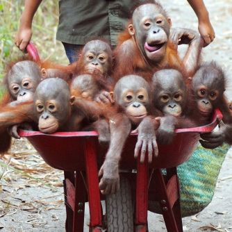 monos carretilla cuadrada